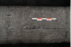 Foto (Detailansicht) von Calamites communis Ettingshausen (NHMW-GEO-2024-0188-10968)